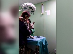 Хозяйка «живодерни в Каменном овраге» явилась в ветклинику с умирающей собакой