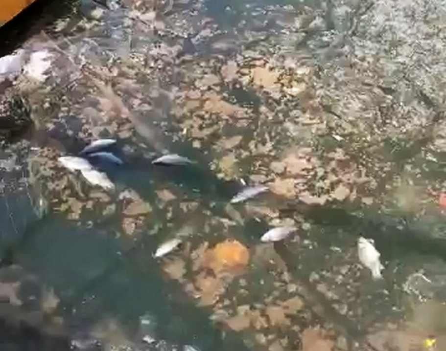 Замор рыбы случился на озере Кабацком в Богородске