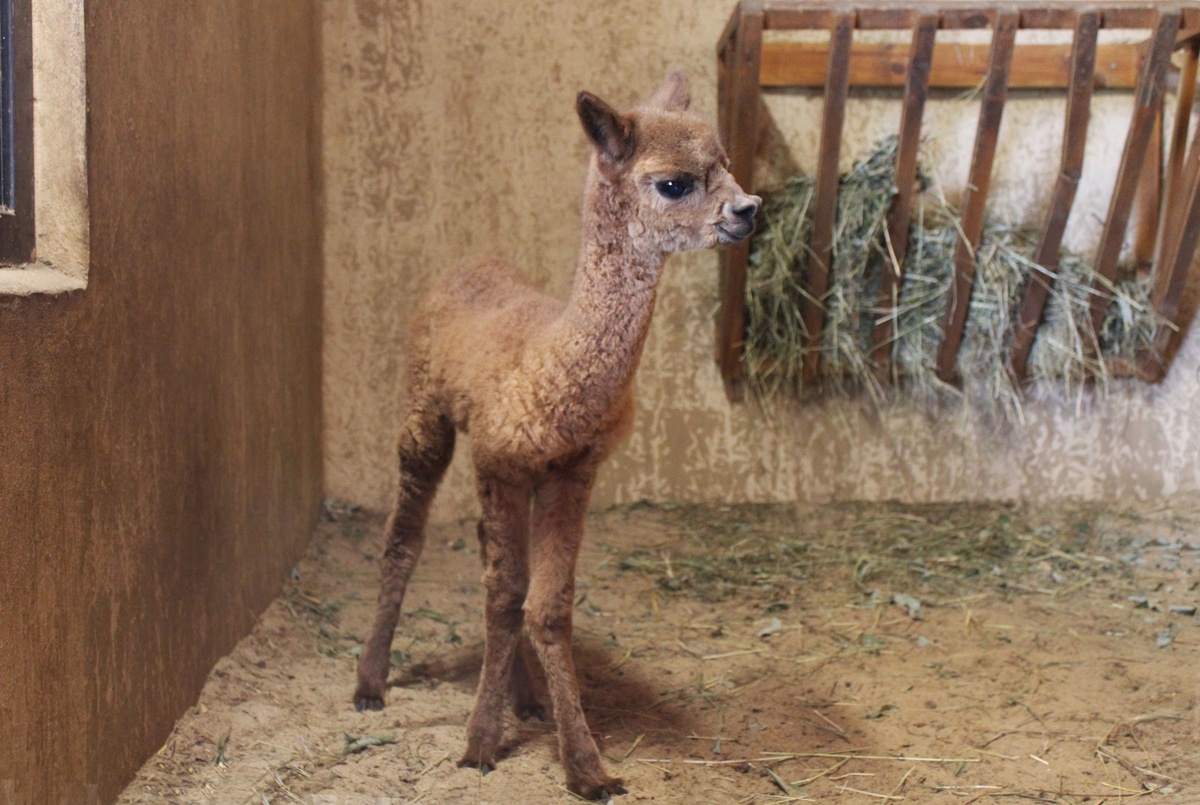 Малыш альпака родился в нижегородском зоопарке - фото 2