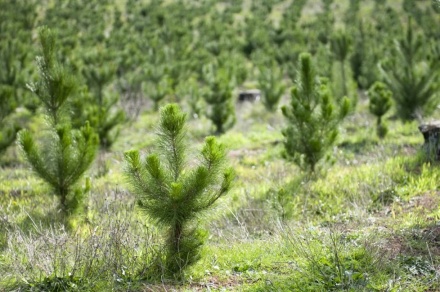 В Нижегородской области высажено 5 тысяч гектаров леса