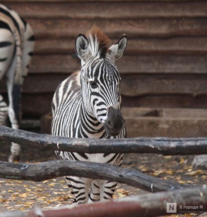 Опубликованы фото детенышей, родившихся в нижегородском &laquo;Лимпопо&raquo; - фото 7